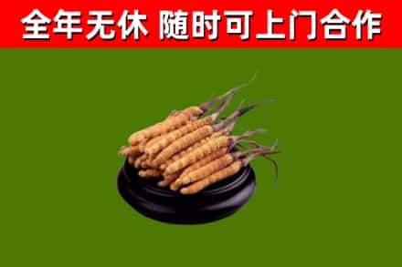 永嘉烟酒回收冬虫夏草.jpg