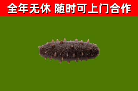 永嘉回收海参干
